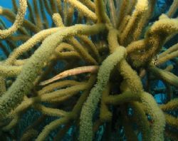 Fantastic trumpetfish. This was taken using a wide angled... by Danielle Scott 